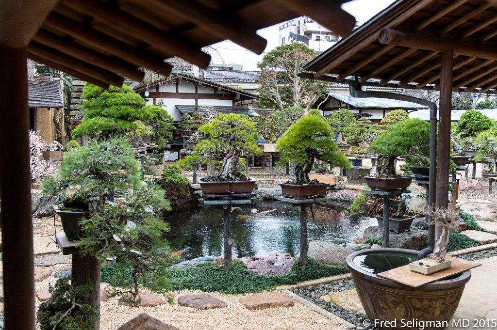 20150310_163724 D4S.jpg - Bonsai Museum and Gardens Tokyo, a famous garden more than 400 years old. Rare bonsai are more than 500 years old.